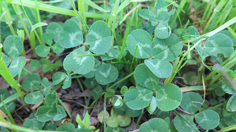 clover-in-a-lawn