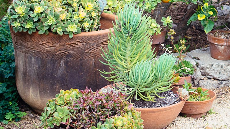 add-potted-plants