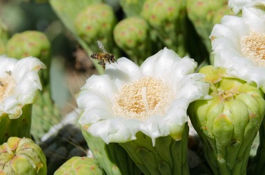 Arizona State Flower