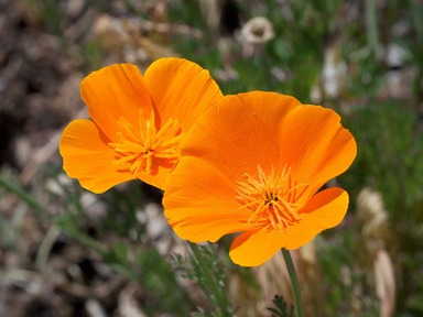 California State Flower