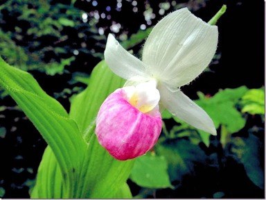 Minnesota State Flower