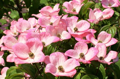 North Carolina State Flower