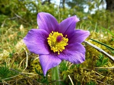 South Dakota State Flower