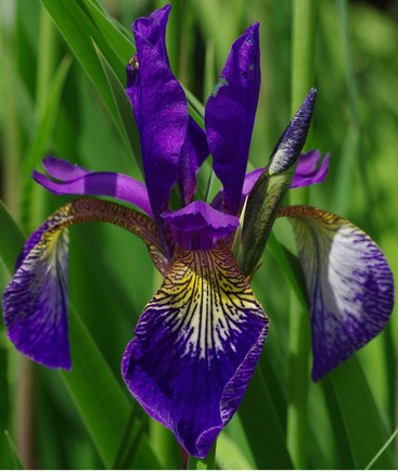 Tennessee State Flower