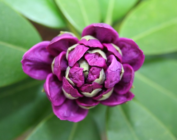 Washington State Flower