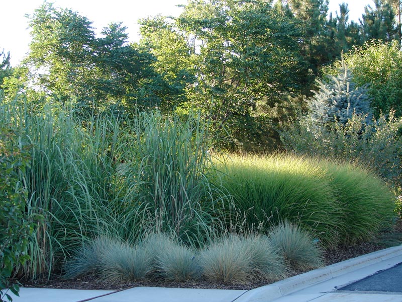 Grass Lawn Alternatives for an Eco-Friendly Backyard | Gilmour
