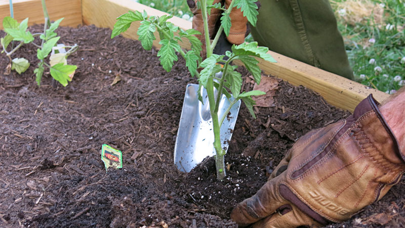 planting-tomato-transplant