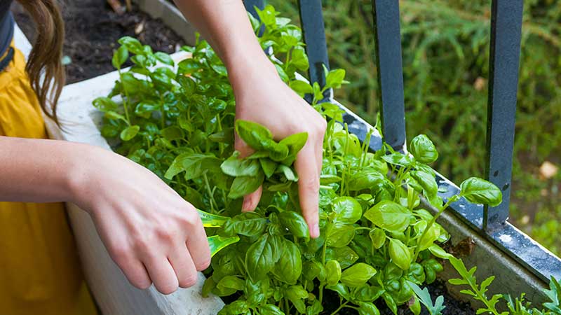 Basil: The Ultimate Guide to Growing Fresh Basil