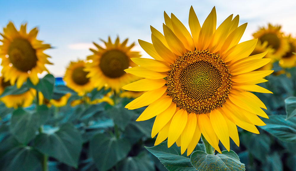 Will Sunflowers Grow Back? 