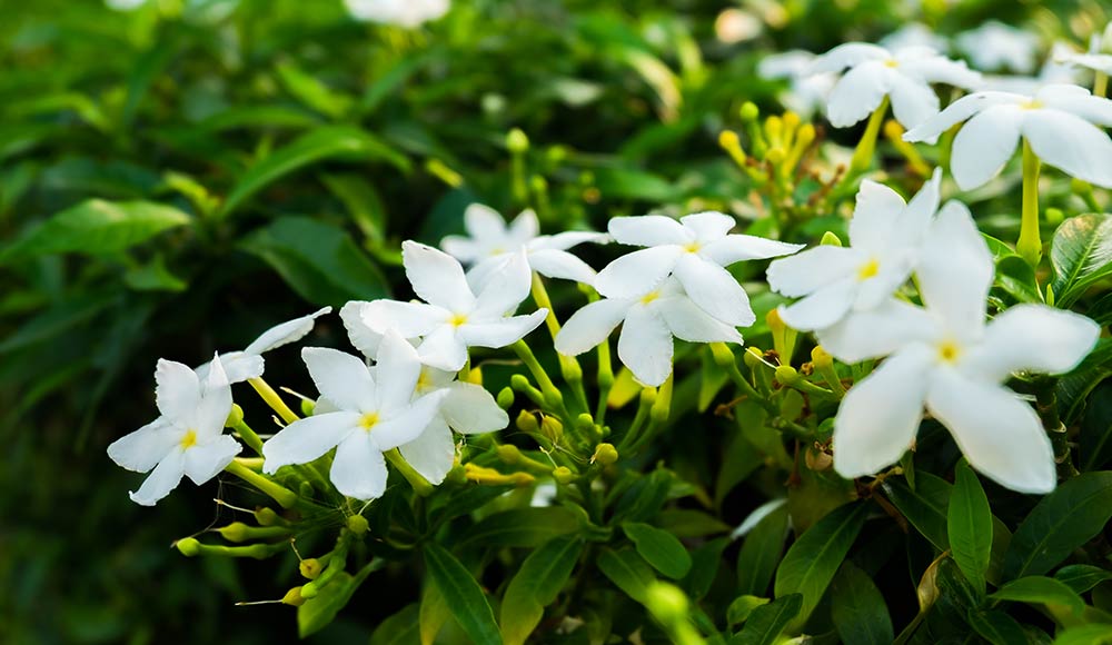 Soins des plantes de jasmin blanc