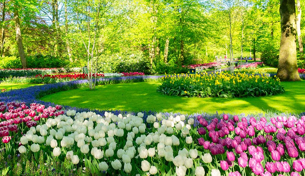 Circular spring flower beds in bloom