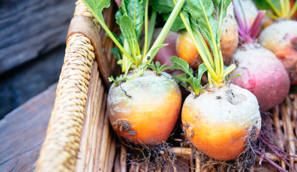 Planting Calendar When To Plant By Zone Gilmour
