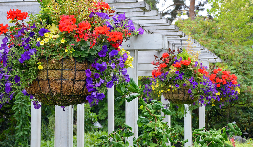 Choosing The Best Flowers For Hanging Baskets Gilmour - What To Plant In Wall Baskets