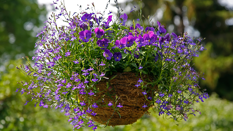 Choosing The Best Flowers For Hanging Baskets Gilmour